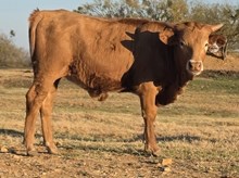 STARS DREAM CATCHER X WT KID ROCK- TAG 3499