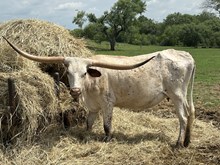 Tejano's Trick