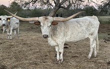 BEME Smokin Kaleidoscope