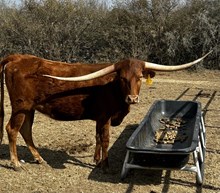 BEME's Checkered Hopes