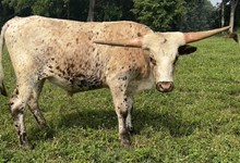 Miss Beauty Steer