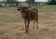 STEER