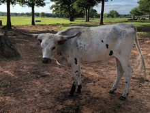 SHR Honey Heifer Calf