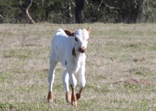 River Trail Bull calf